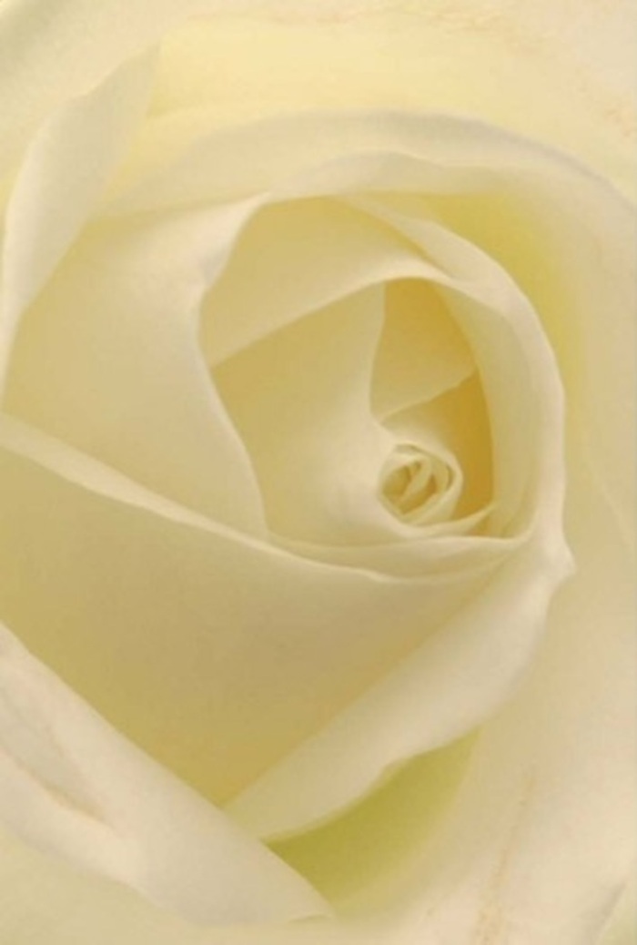 From the perspective of an experienced florist in Hatch End, this close-up captures the harmonious blend of softness, light, and structure that makes a white rose truly captivating. Subtle gradations of white and cream move fluidly across each petal, as if illuminated from within by soft daylight filtering across The Broadway. The composition's focal point is the spiraled core-nearly flawless and suggestive of both purity and quiet resilience. The artistry of the rose emerges in the gentle layering of petals, their arrangement radiating elegance suitable for life's most meaningful events: an apology, a romantic overture, or the centrepiece of a wedding celebration. A balance of light and shadow brings complexity, highlighting both the fragility and the enduring spirit of natural beauty. Even without seeing the flower in person, one can envision a hint of fresh, clean fragrance-something that makes this rose an ideal choice for delivering sincere emotion and lasting memories to friends and family throughout Hatch End.